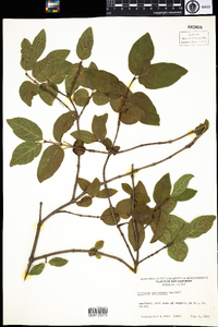 Lonicera canadensis image