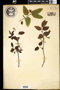 Lonicera canadensis image