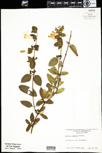 Lonicera japonica image