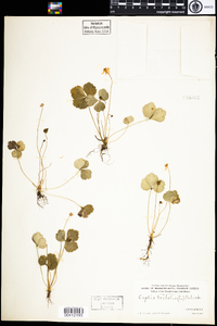 Coptis trifolia image