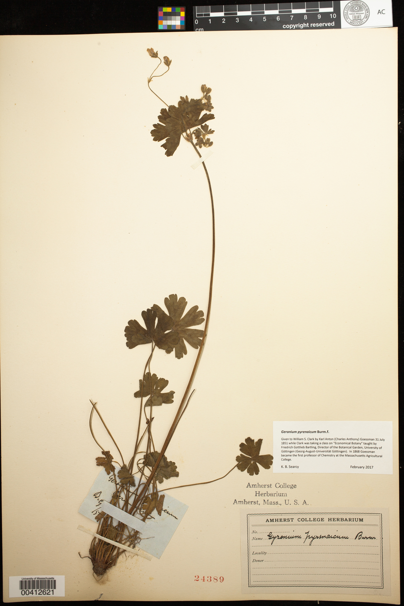 Geranium pyrenaicum image