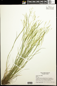 Agrostis scabra image