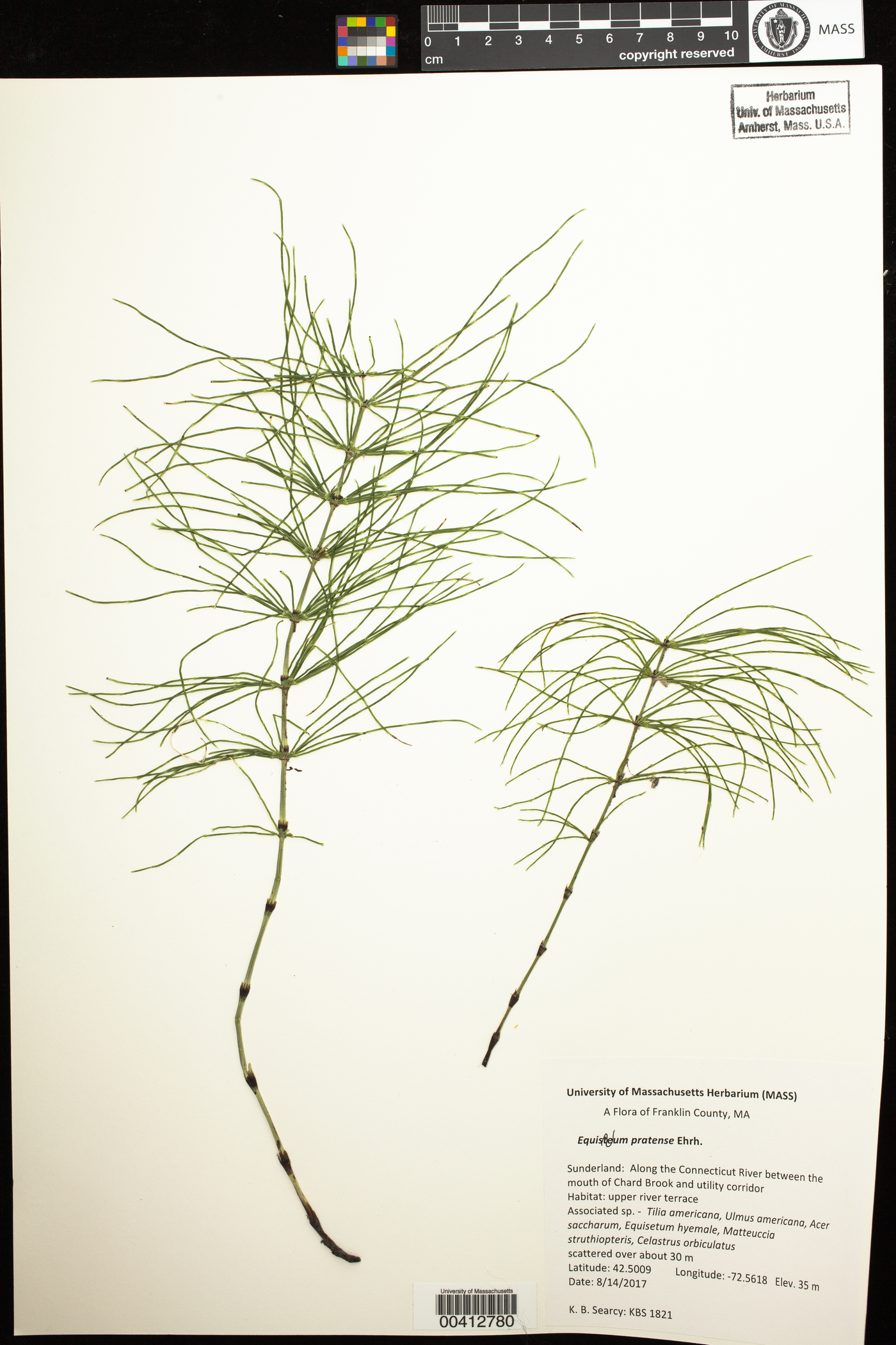 Equisetum pratense image