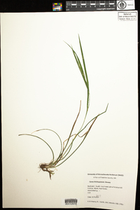 Carex hitchcockiana image