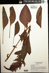 Amaranthus hypochondriacus image