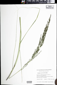 Eragrostis curvula image