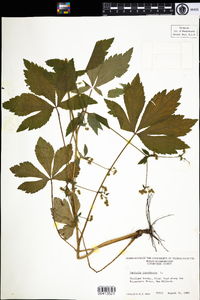 Sanicula canadensis image