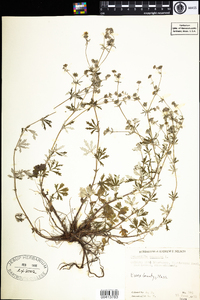 Potentilla argentea image