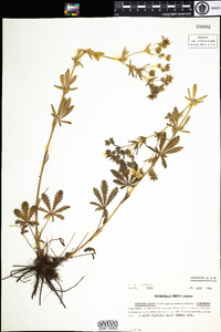 Potentilla recta image