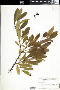 Prunus pumila var. depressa image