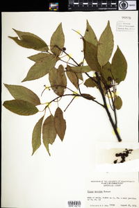 Prunus serotina image