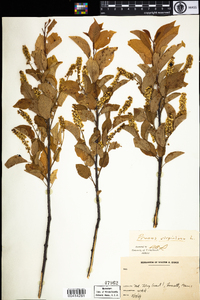 Prunus virginiana image