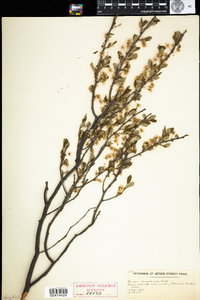 Prunus pumila var. susquehanae image