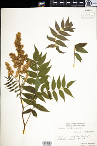 Sorbaria sorbifolia image