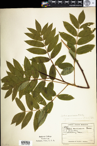 Sorbus americana image