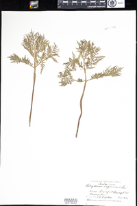 Botrychium virginianum image