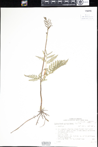 Botrychium virginianum image