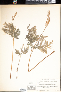 Botrychium virginianum image