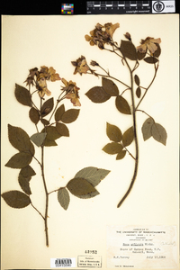 Rosa setigera image