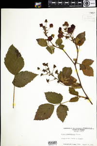 Rubus allegheniensis image