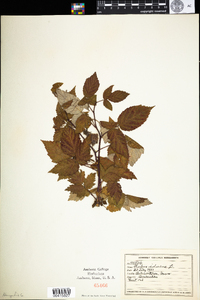 Rubus idaeus image