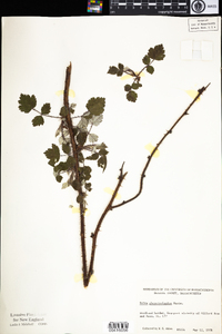 Rubus phoenicolasius image