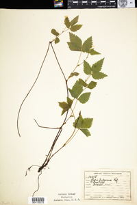 Rubus pubescens image