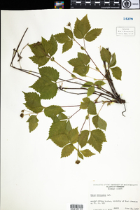 Rubus pubescens image