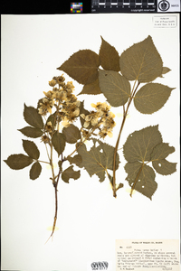 Rubus pubescens image