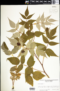 Rubus idaeus image