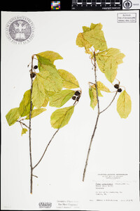 Frangula alnus image