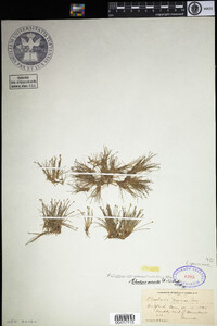 Eleocharis parvula image