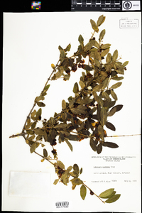 Lonicera morrowii image