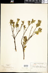 Lonicera villosa var. solonis image