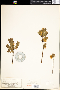 Lonicera villosa var. solonis image