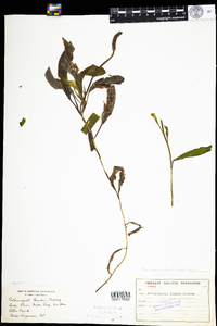 Image of Potamogeton faxonii