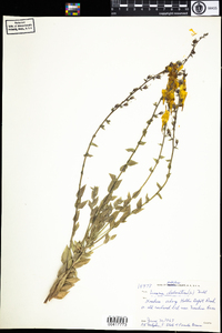 Linaria dalmatica image