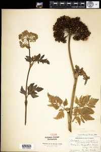 Angelica lucida image