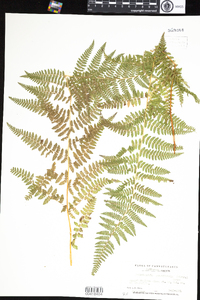 Dennstaedtia punctilobula image