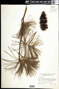 Pinus strobus image