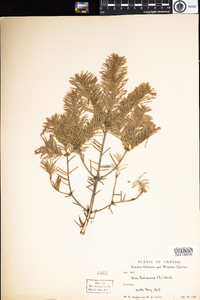 Abies balsamea image