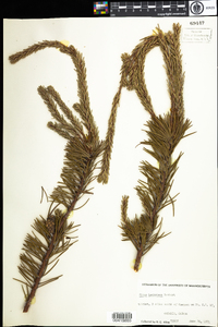 Pinus banksiana image