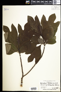 Sassafras albidum image