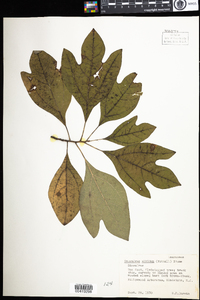 Sassafras albidum image