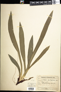 Carex plantaginea image