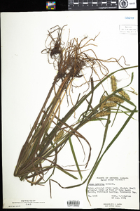 Carex retrorsa image