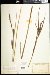 Carex lacustris image