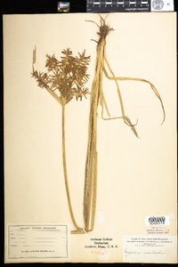 Cyperus esculentus image