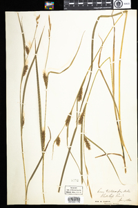 Carex trichocarpa image