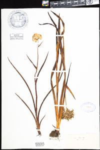 Lachnanthes caroliniana image